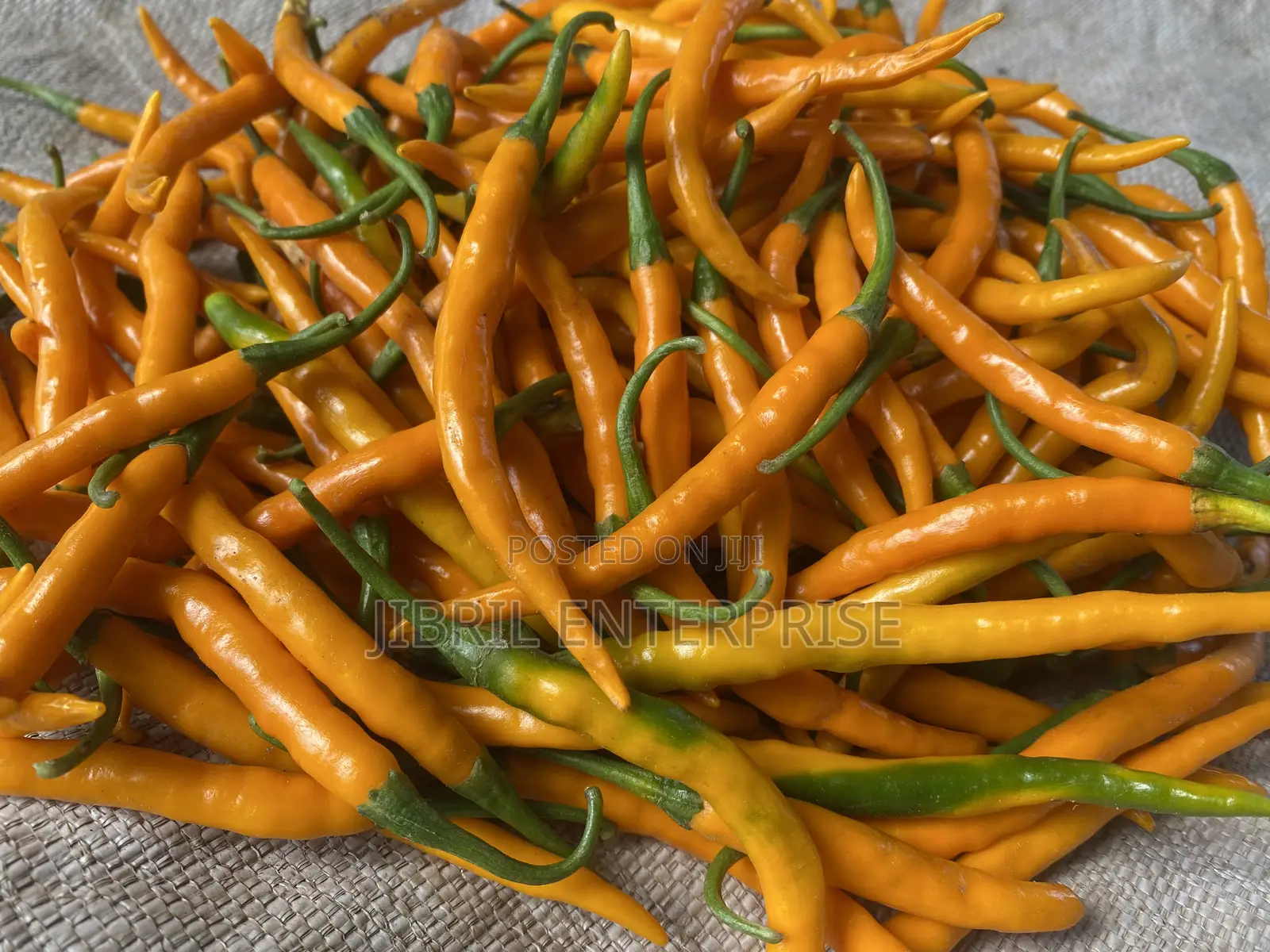 African Yellow Chilli Pepper, Non Hybrid, High Yielding