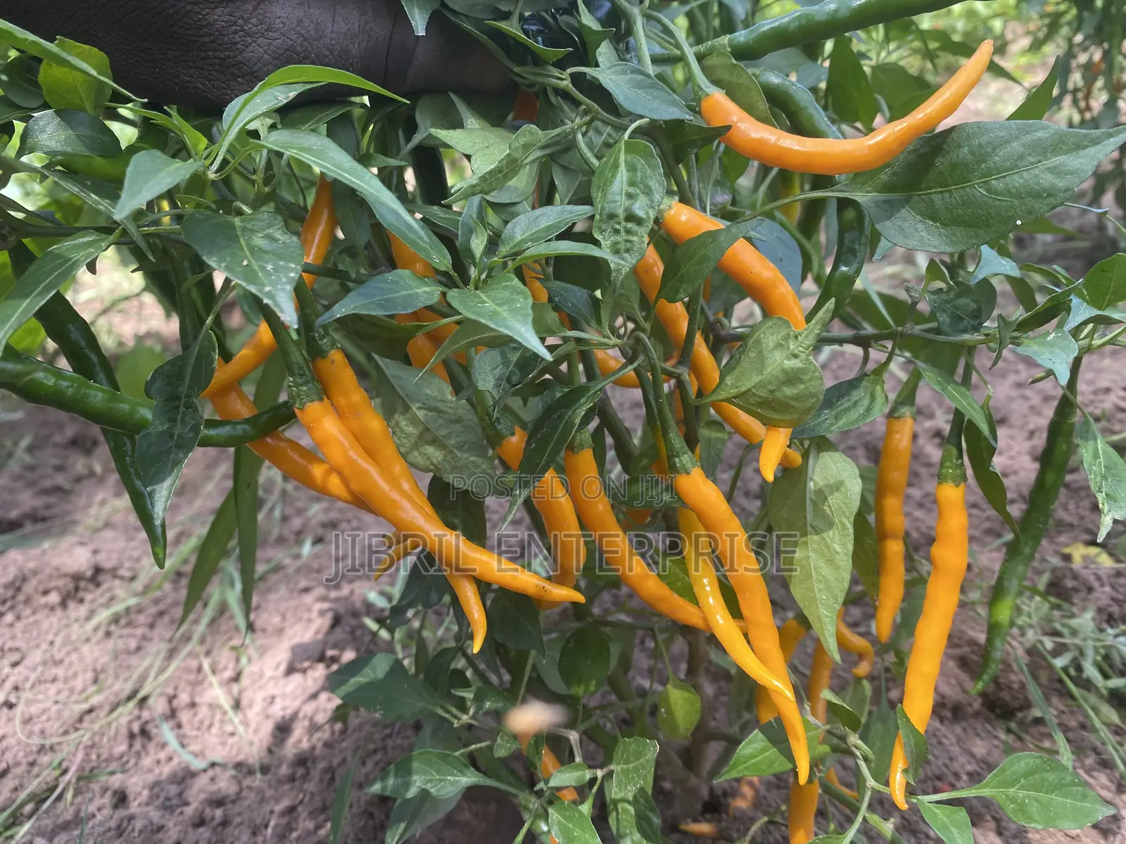 African Yellow Chilli Pepper, Non Hybrid, High Yielding