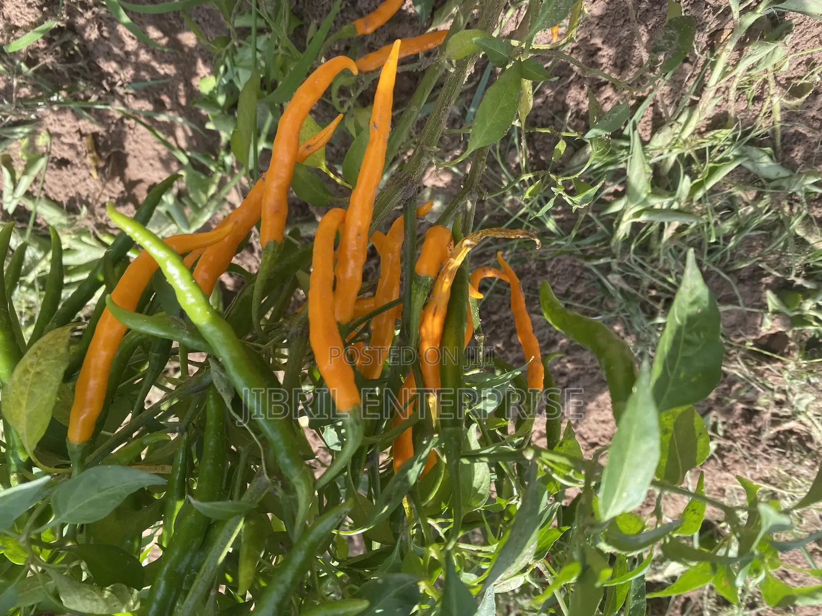 African Yellow Chilli Pepper, Non Hybrid, High Yielding