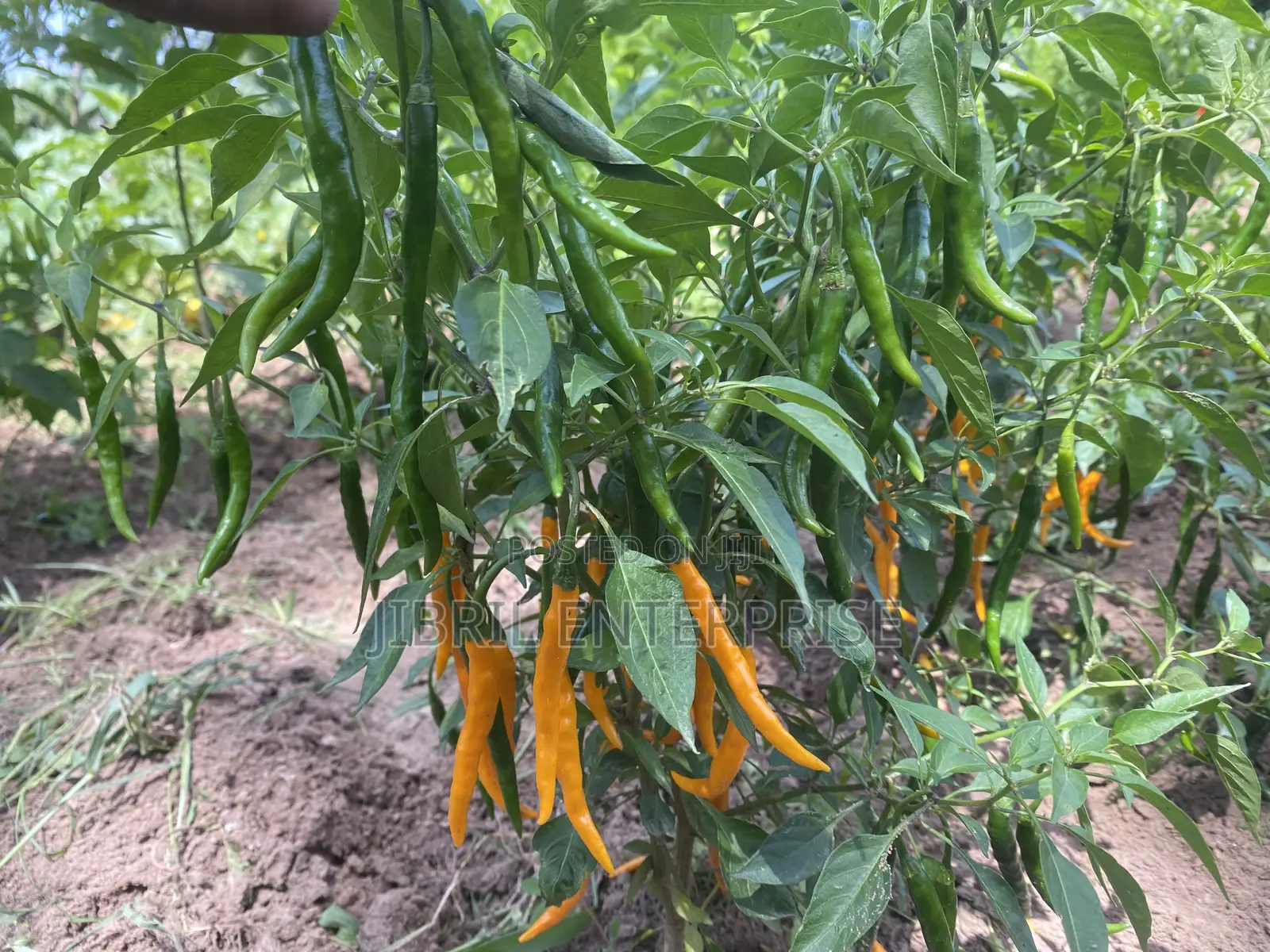 African Yellow Chilli Pepper, Non Hybrid, High Yielding