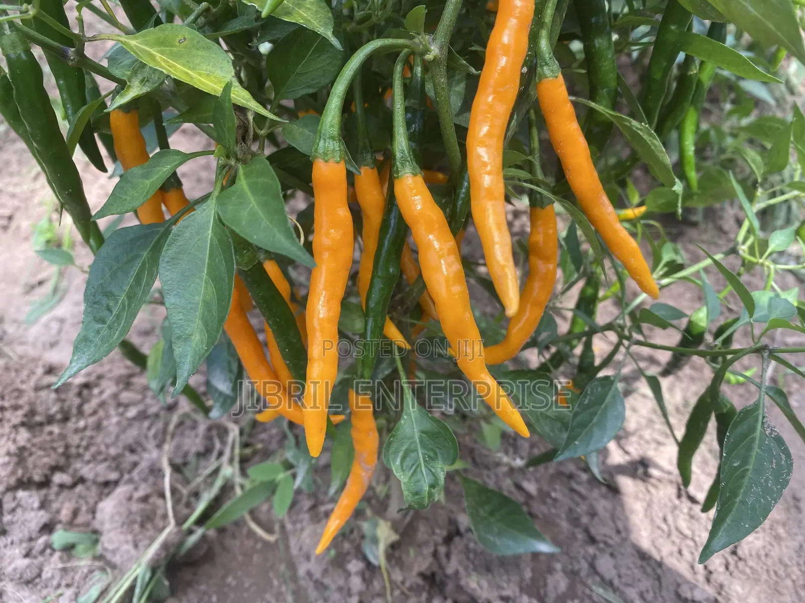 African Yellow Chilli Pepper, Non Hybrid, High Yielding