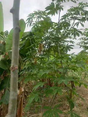 Titled and Fenced Land for Sale at Amasaman Ayikai Doblo
