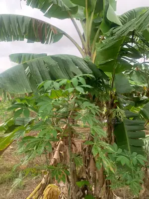 Titled and Fenced Land for Sale at Amasaman Ayikai Doblo