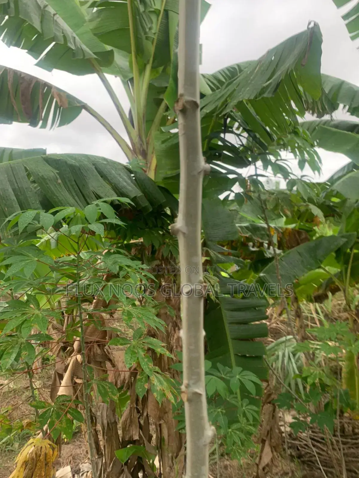 Titled and Fenced Land for Sale at Amasaman Ayikai Doblo