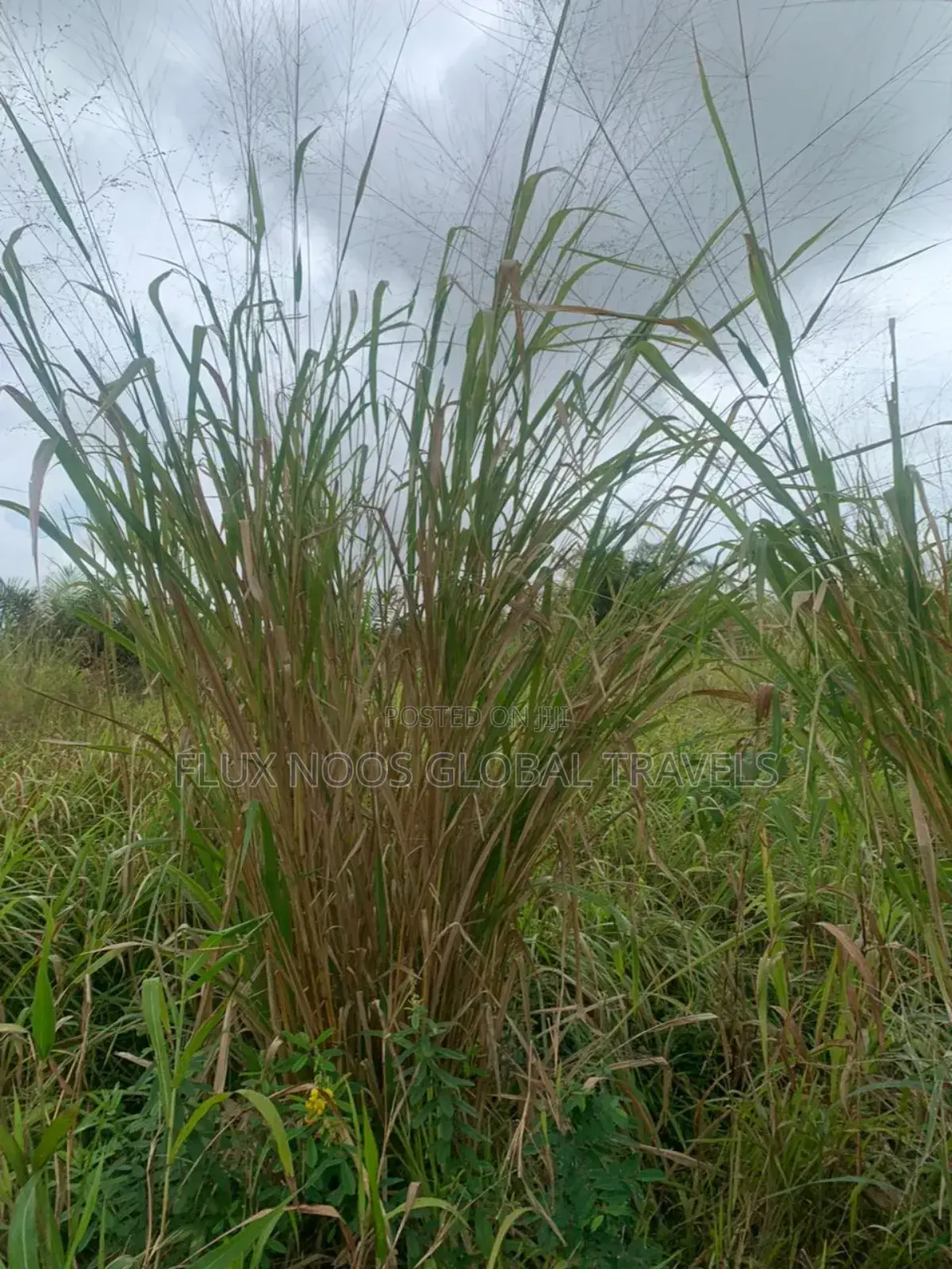 Litigation Free Land for Sale in Accra.