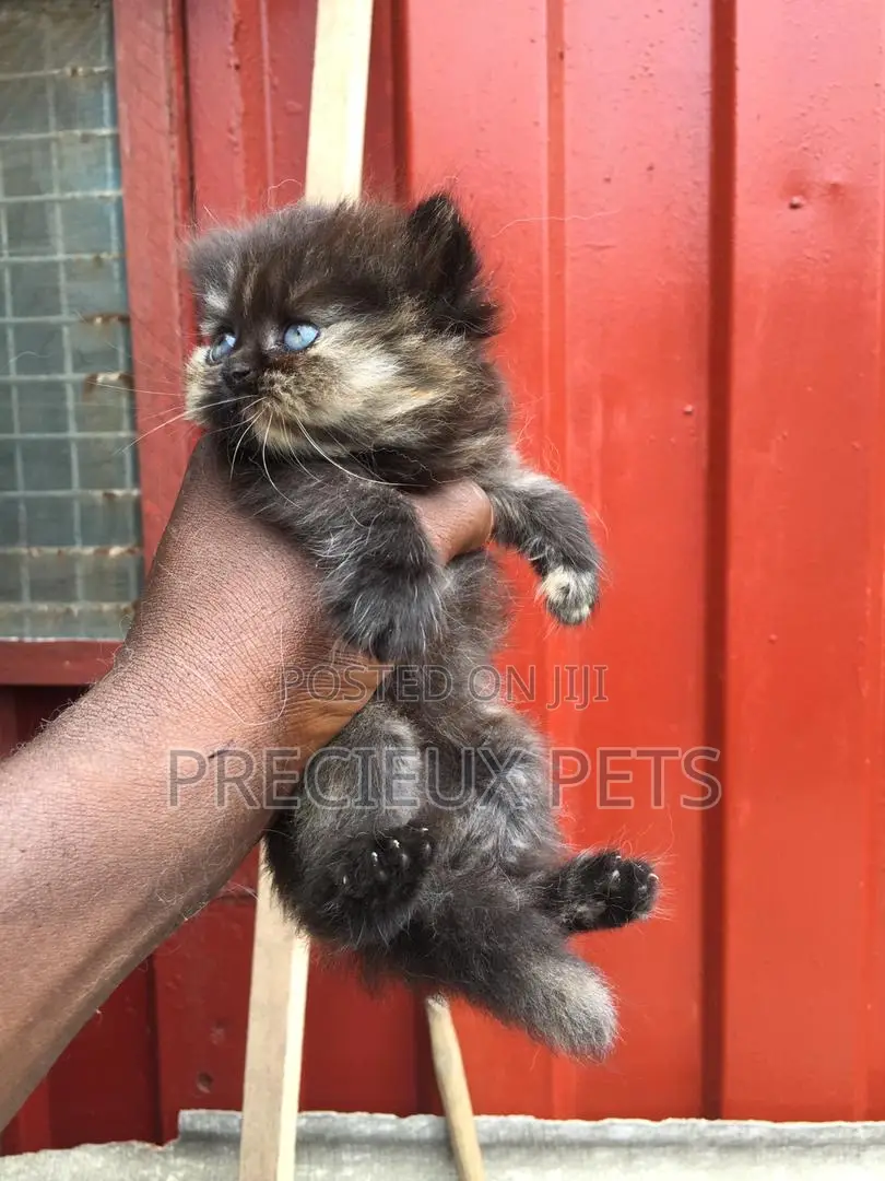 1-3 months Male Purebred Persian