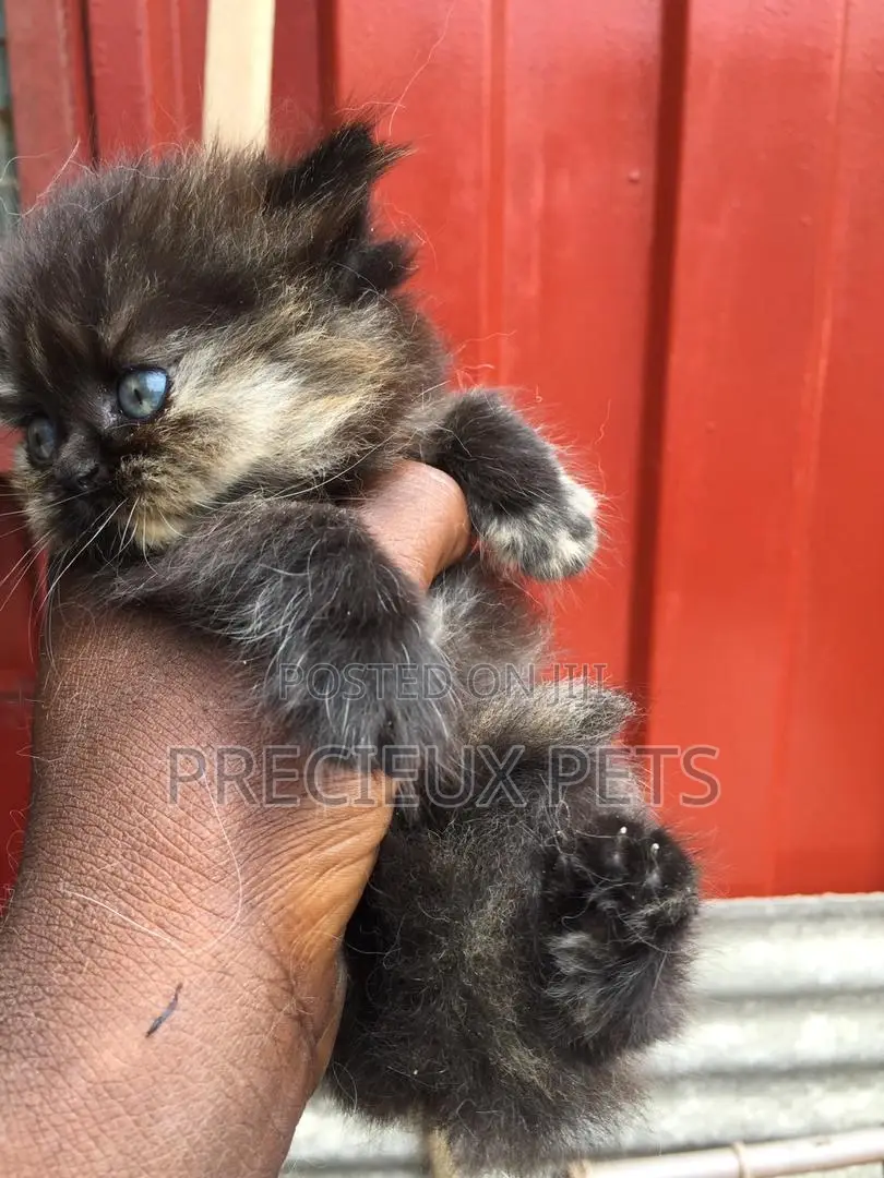 1-3 months Male Purebred Persian