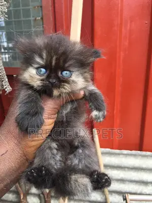 1-3 months Male Purebred Persian