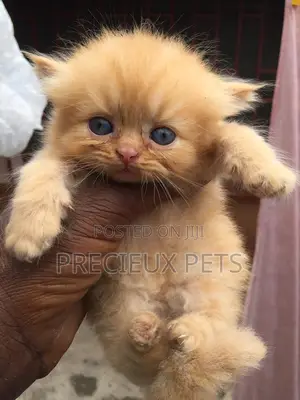 1-3 months Female Purebred Persian