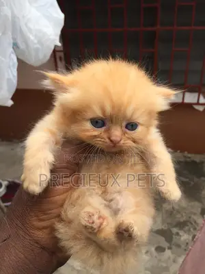 1-3 months Female Purebred Persian