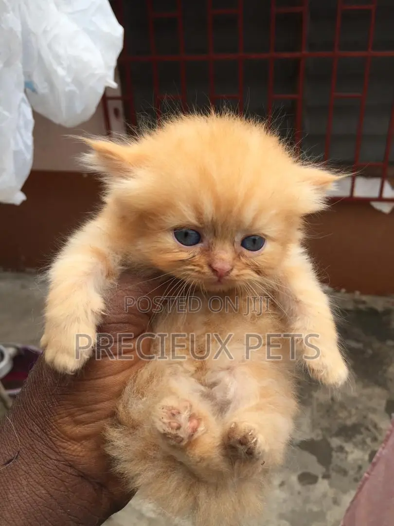 1-3 months Female Purebred Persian