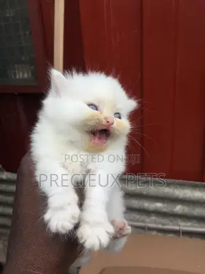 1-3 months Male Purebred Persian