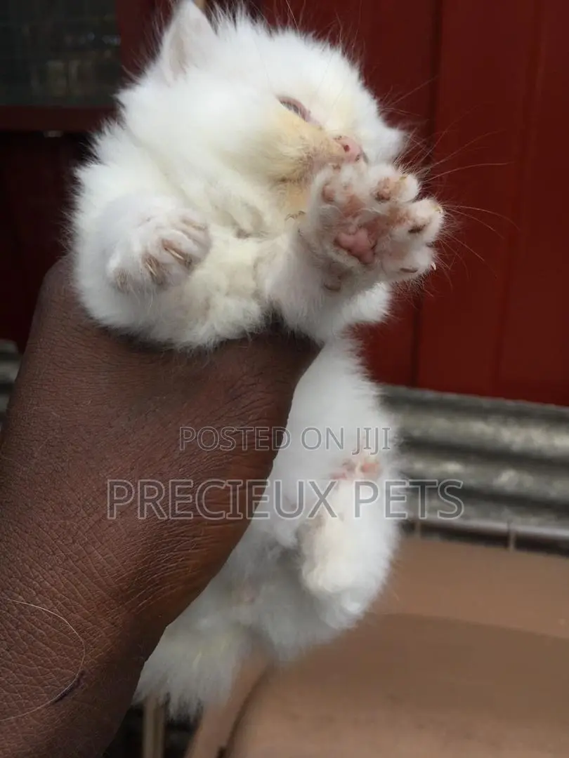 1-3 months Male Purebred Persian