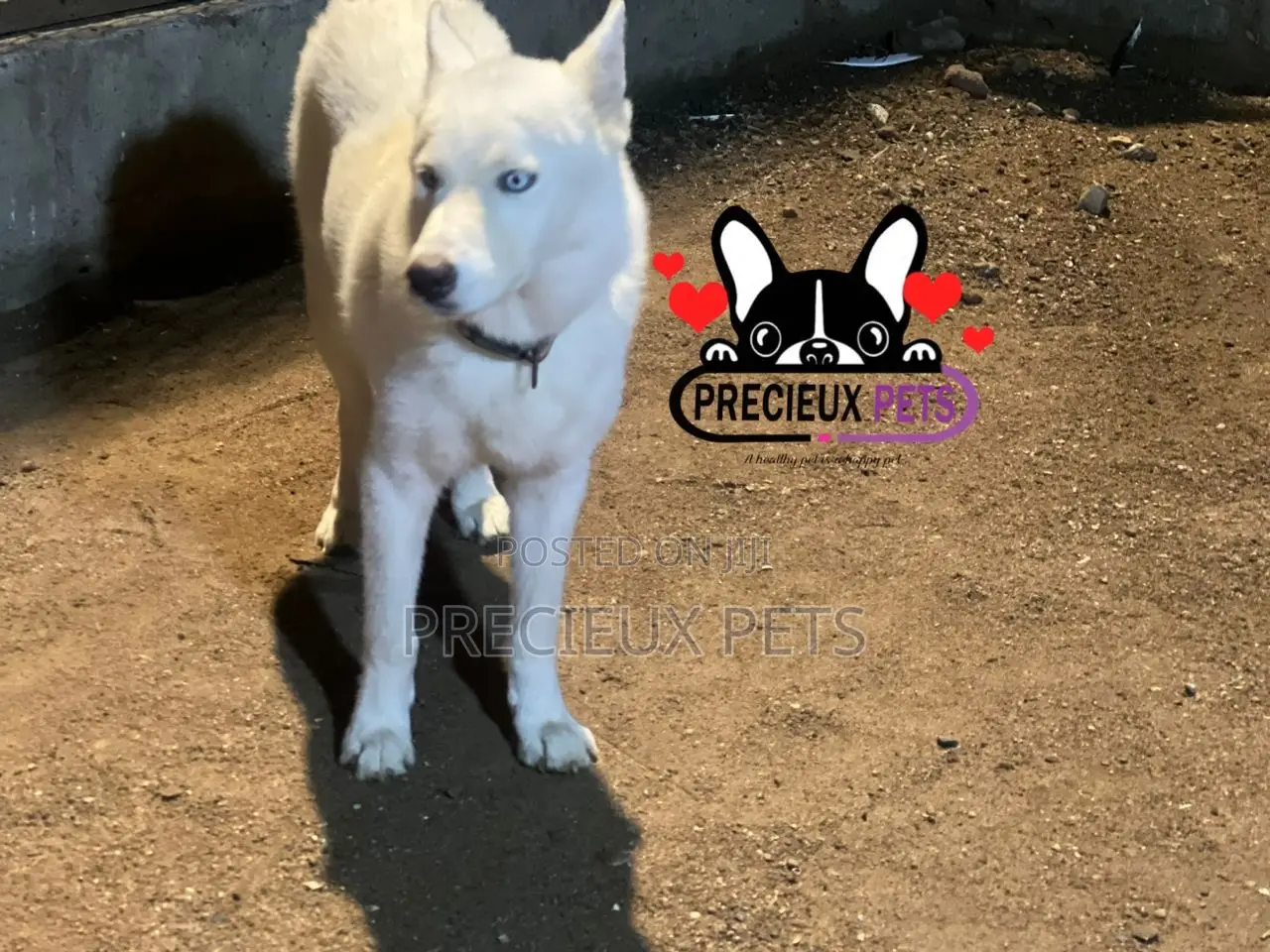 Male Siberian Husky for Stud / Mating / Crossing