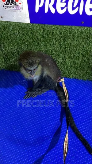 Baby Mona Pet