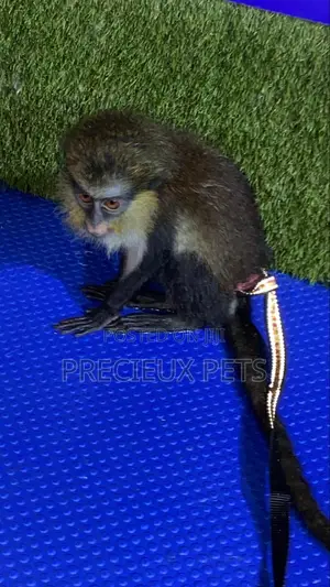 Baby Mona Pet