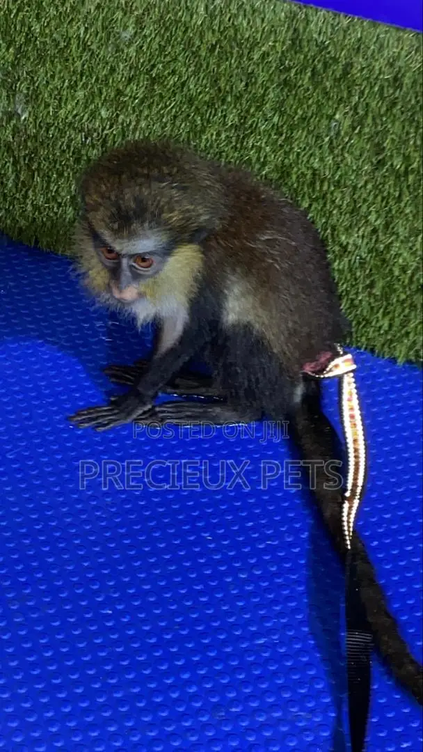Baby Mona Pet