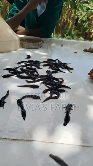Cat/Tilapia/Maggotfish Feeds