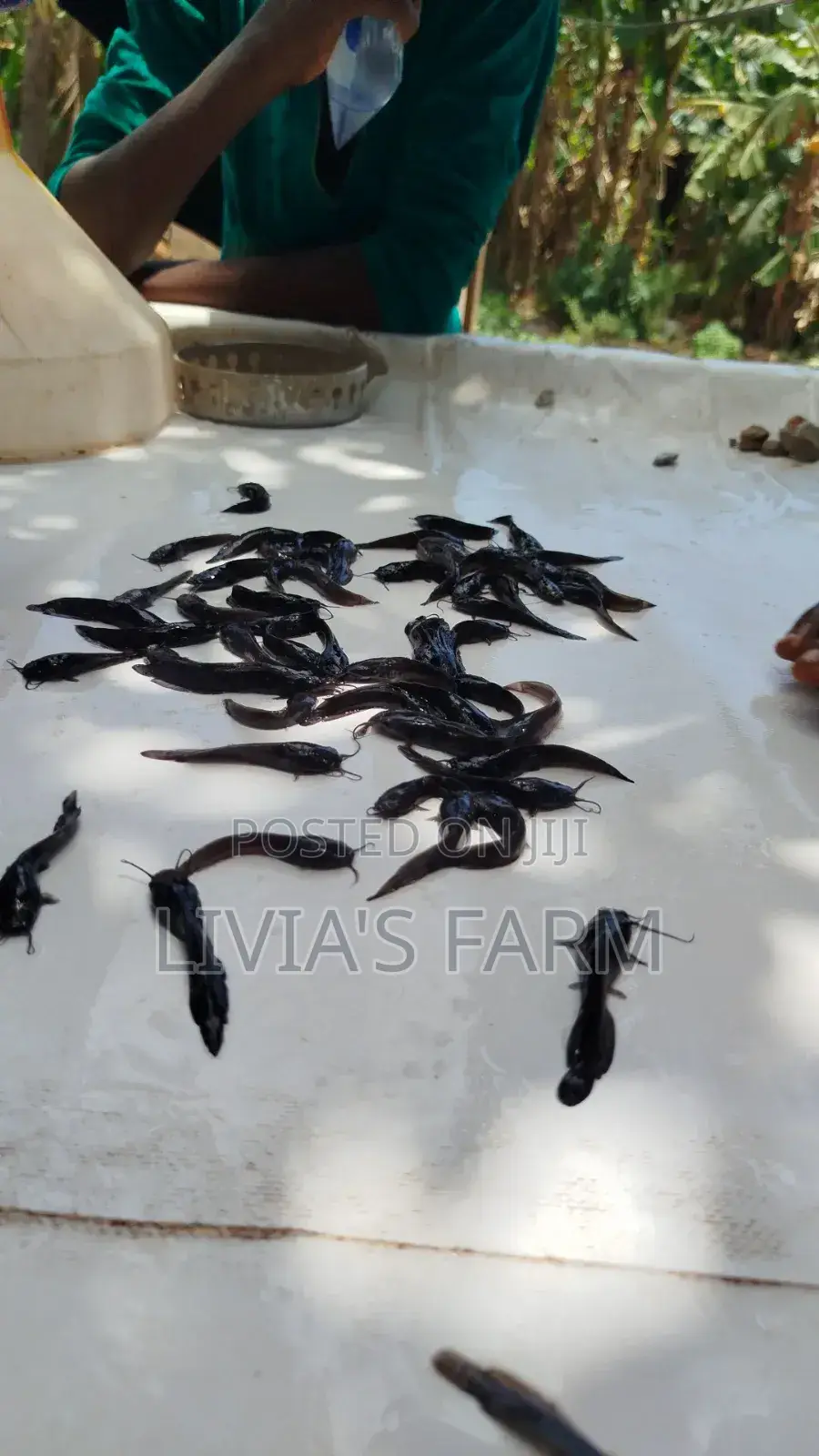 Cat/Tilapia/Maggotfish Feeds