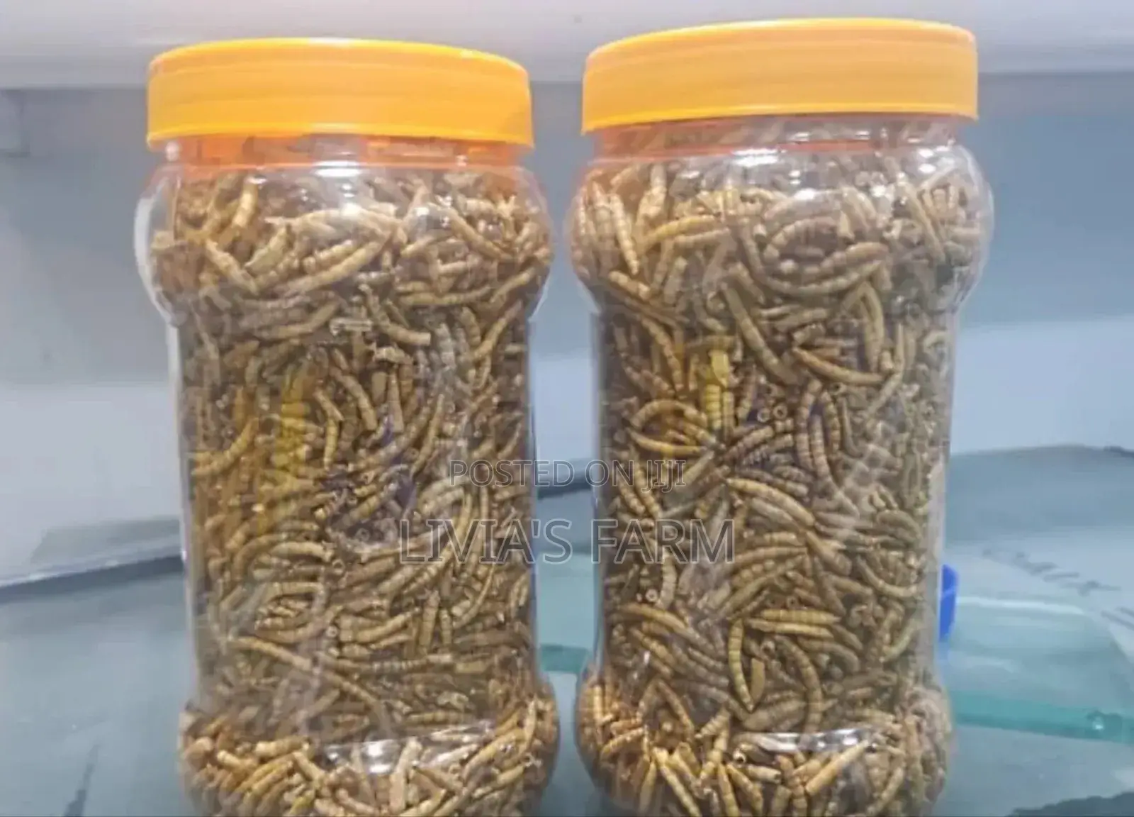 Cat/Tilapia/Maggotfish Feeds