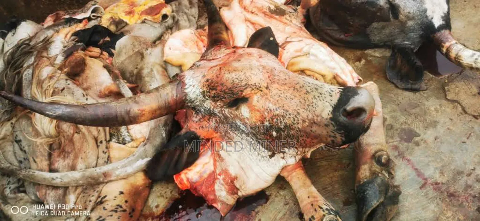 Shaibu FARMS and Organic Halal Meat in Kumasi Metropolitan Meals