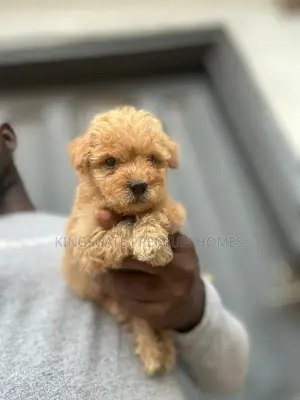 0-1 month Female Purebred Maltese