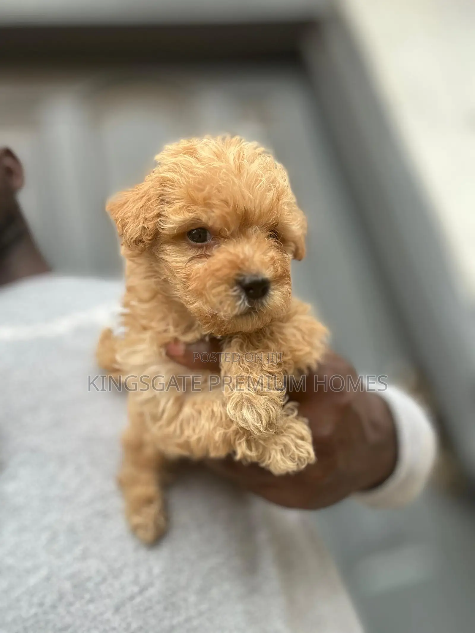 0-1 month Female Purebred Maltese