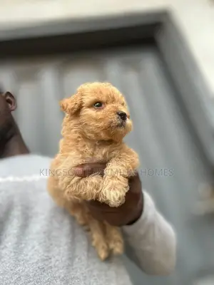 0-1 month Female Purebred Maltese