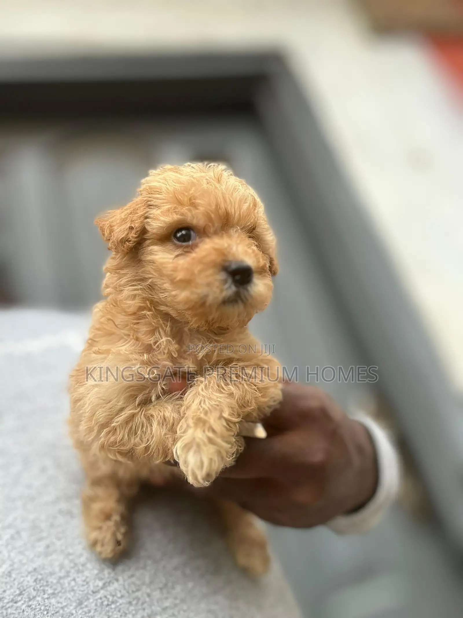 0-1 month Female Purebred Maltese