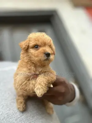 0-1 month Female Purebred Maltese