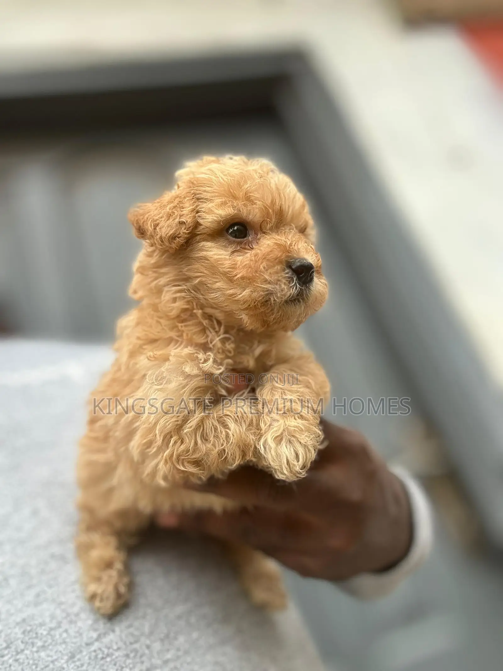 0-1 month Female Purebred Maltese