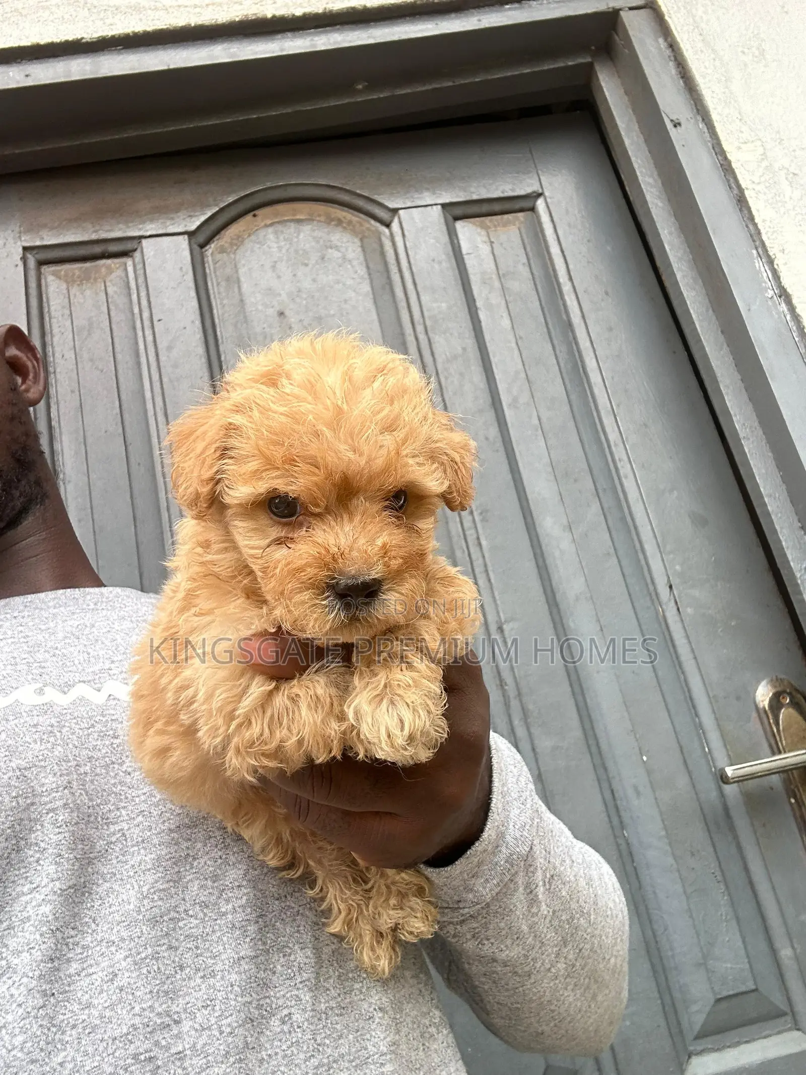 0-1 month Female Purebred Maltese
