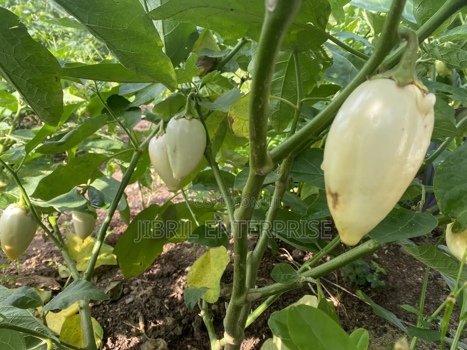 West African Eggplant