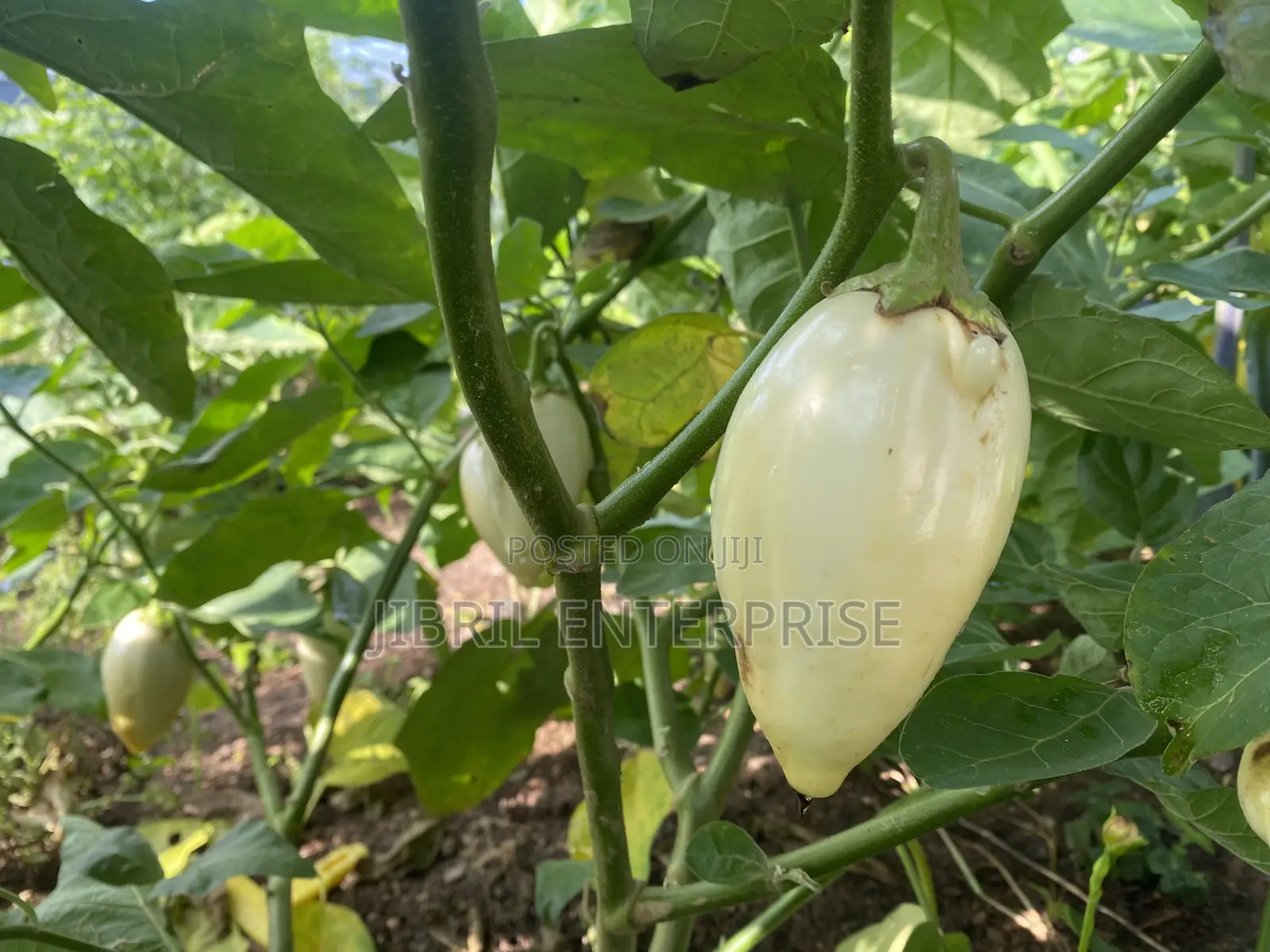 West African Eggplant