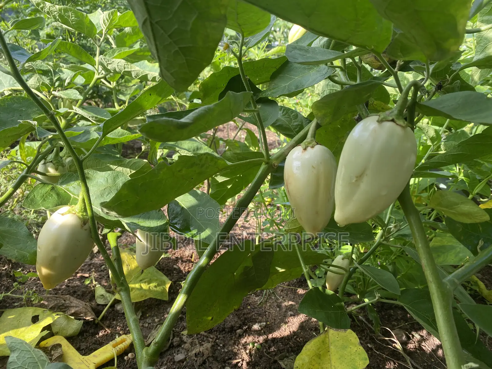 West African Eggplant