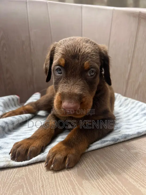 12 Week Old Doberman Puppy 1-3 Months Female Purebred Doberman