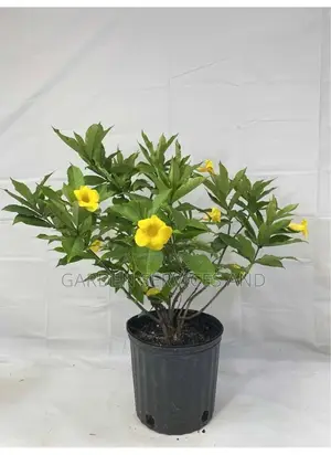 Allamanda for Sale