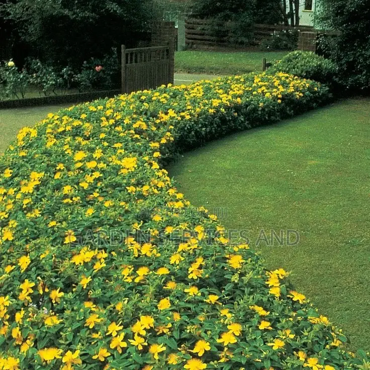 Allamanda for Sale