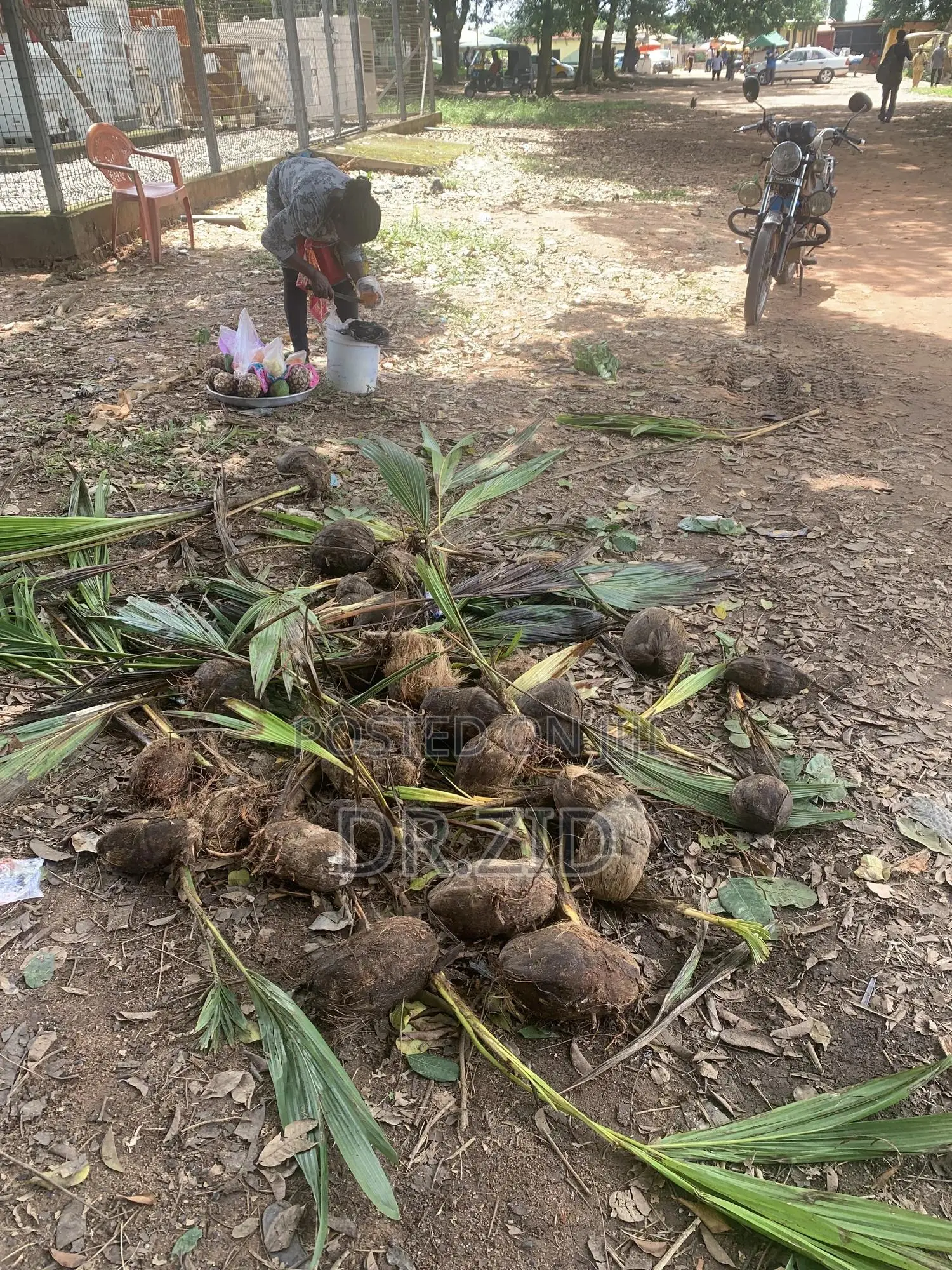 Coconut Seedlings