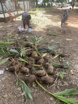 Coconut Seedlings