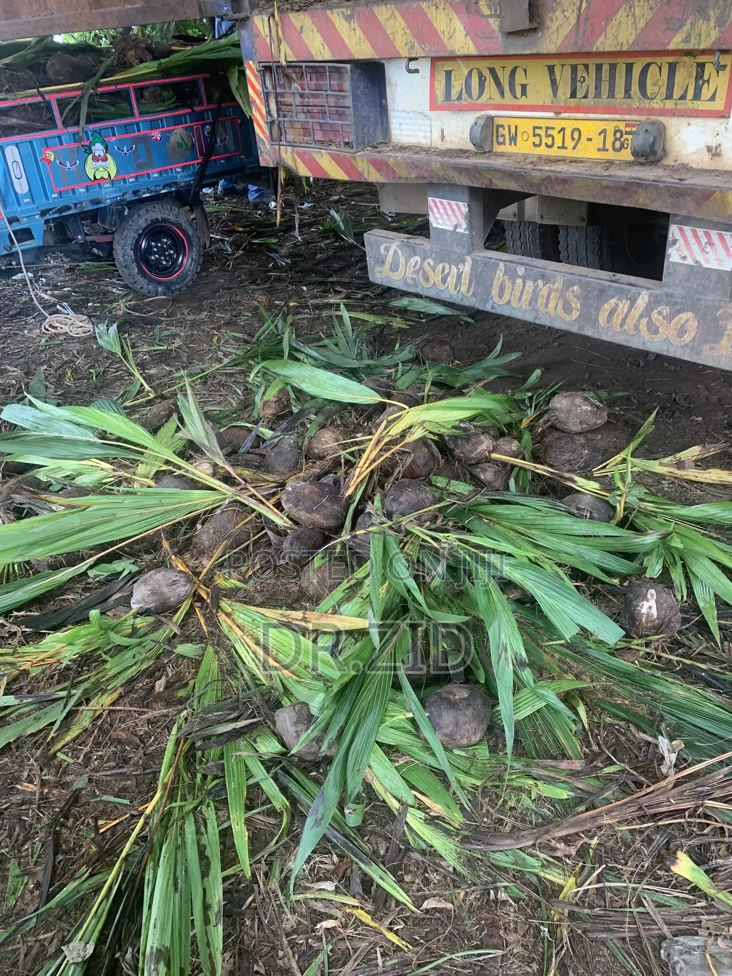 Coconut Seedlings