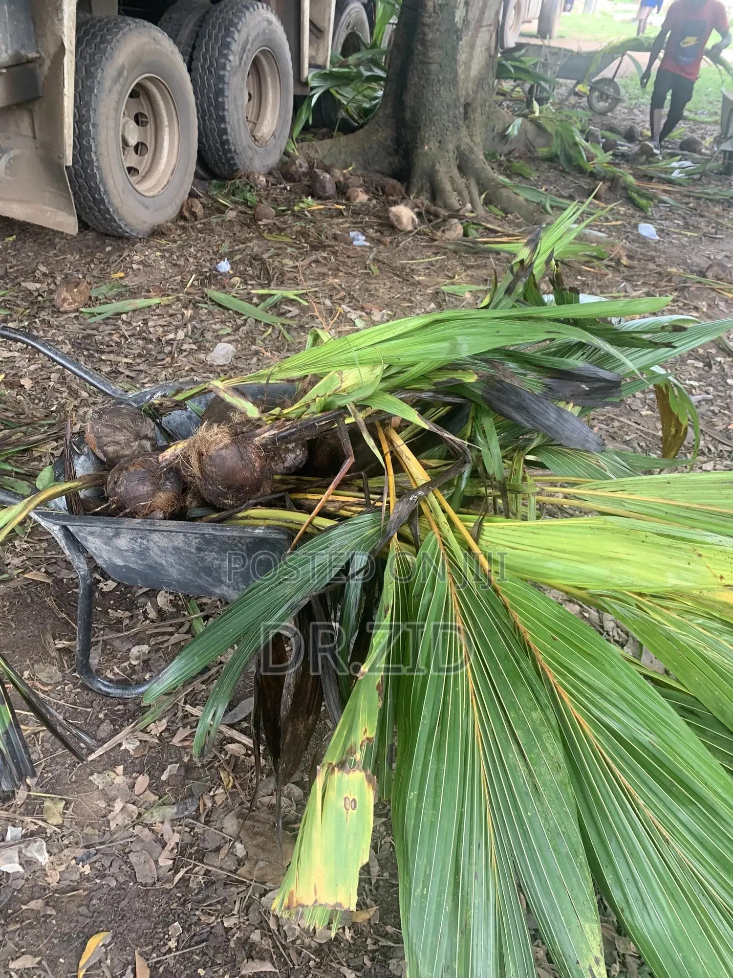 Coconut Seedlings