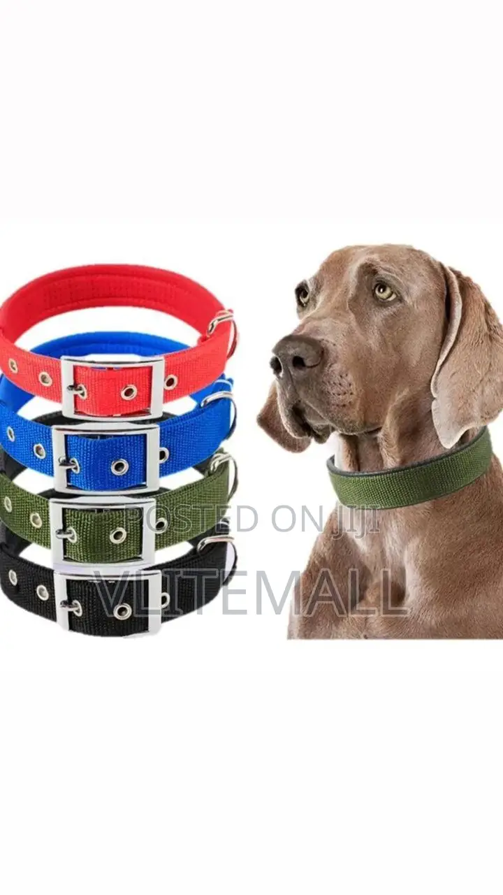 Dog Collar Size 4cm X68cm