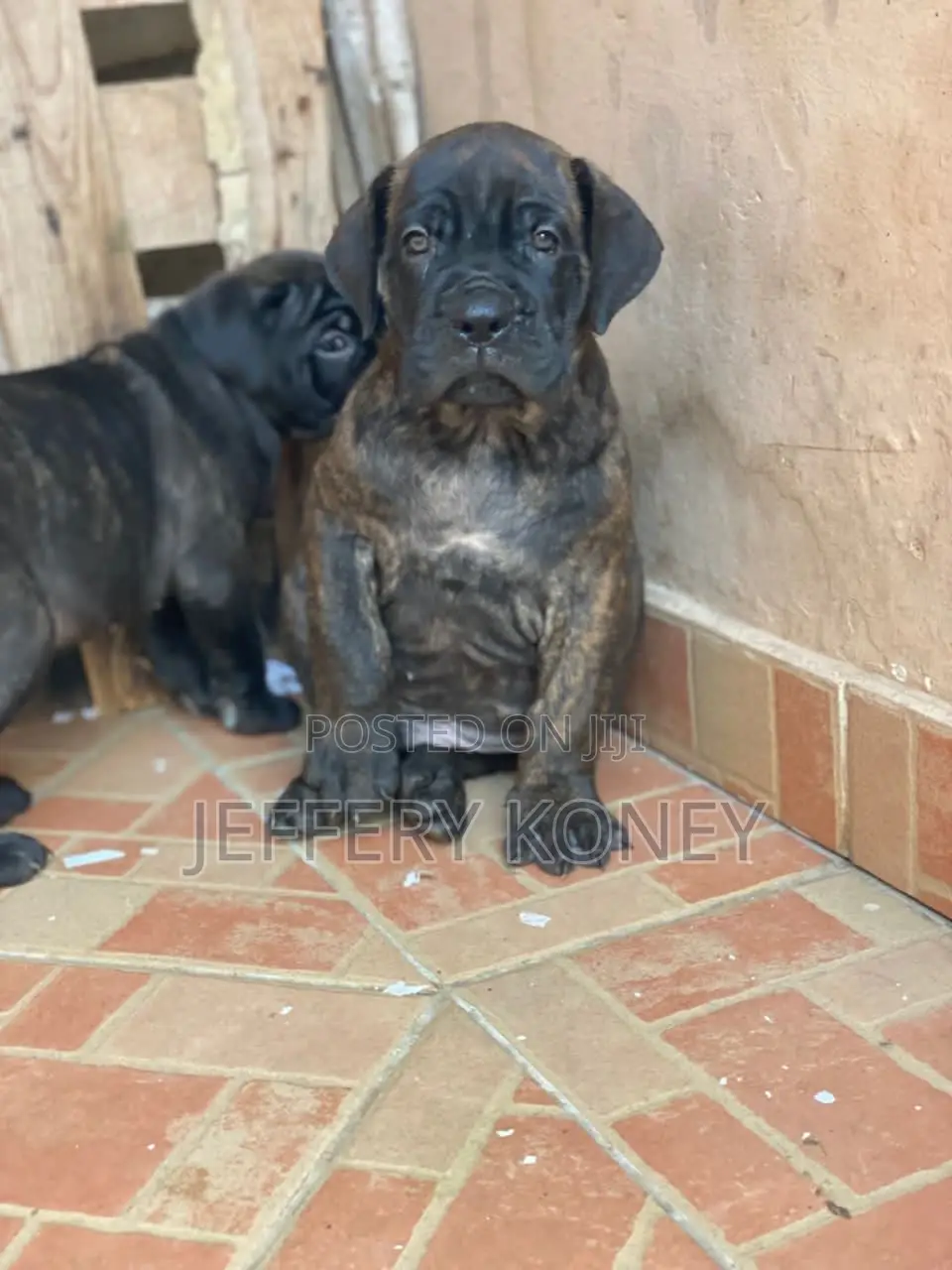 1-3 months Female Purebred Boerboel