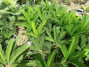 Sago Palms