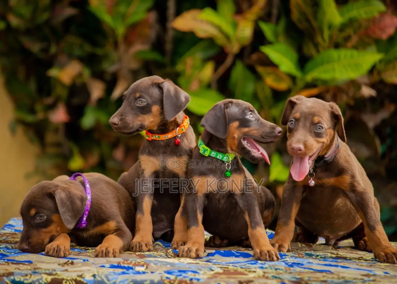 1-3 months Male Purebred Doberman Pinscher