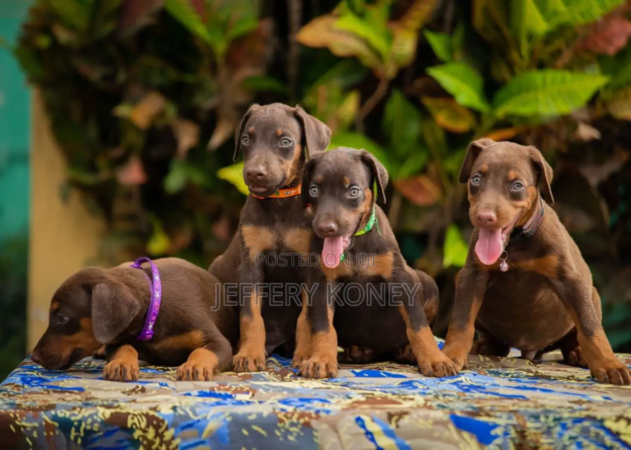 1-3 months Male Purebred Doberman Pinscher