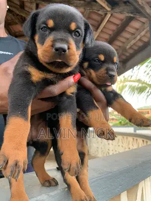 3-6 months Male Purebred Rottweiler