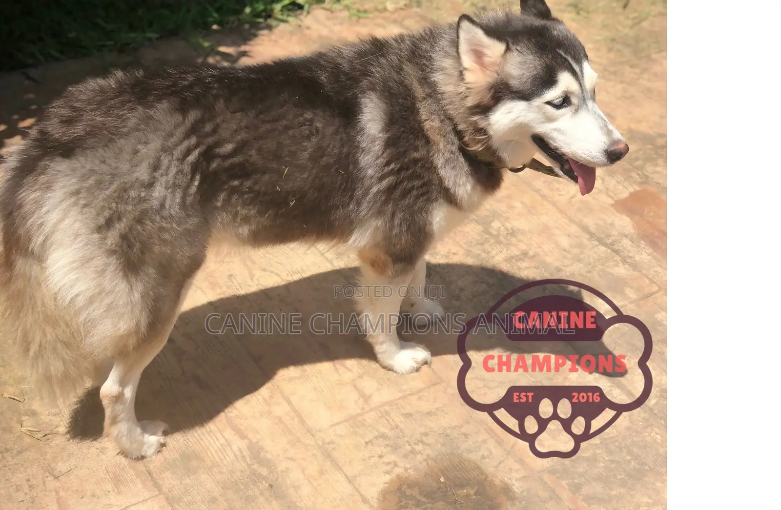 1+ year Male Purebred Siberian Husky