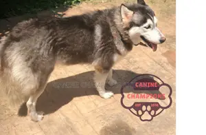 1+ year Male Purebred Siberian Husky